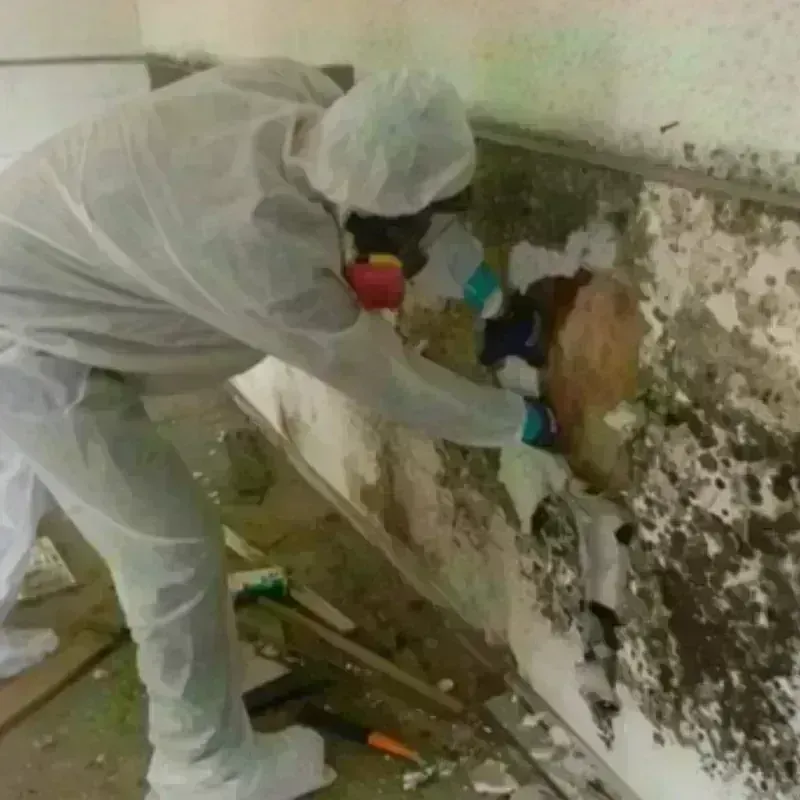 Mold Remediation and Removal in Purvis, MS